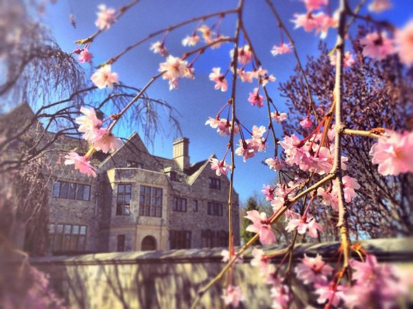 main building with cherry blossoms in foreground